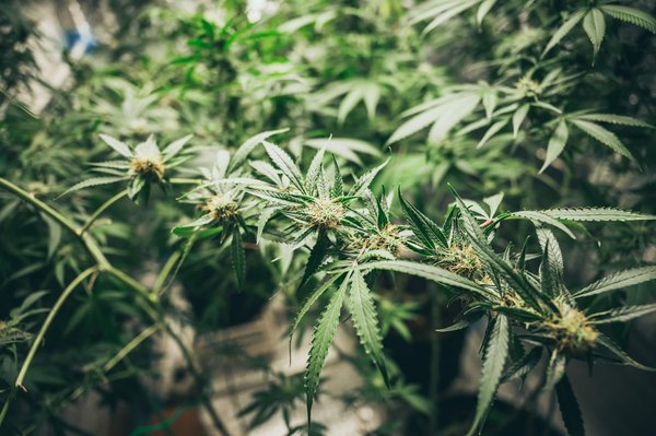 Qu'est-ce qui rend le Moonrock CBD unique par rapport à d'autres produits CBD ?