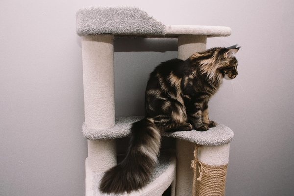 Créer un paradis félin : Top accessoires et aménagements pour chouchouter votre chat